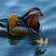 Illustration for article titled We Thought About Eating the Hot Duck But Apparently He Tastes Bad